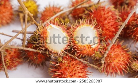 Similar – Image, Stock Photo colorful | are already the forests