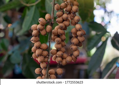 Bunch Of Ripe Rattan Palm Fruit On Blur Nature Background.