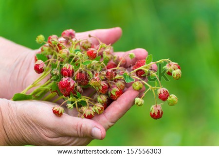 Similar – Walderdbeeren pflücken