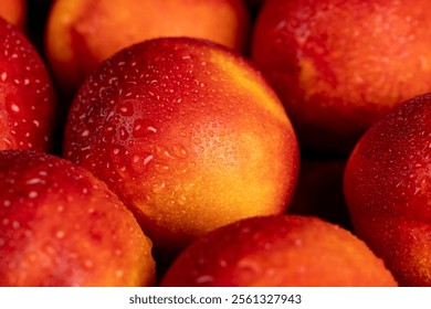 a bunch of ripe wet nectarines of red color covered with drops of water, a small harvest of ripe washed nectarines in drops