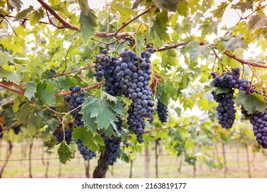 Bunch of ripening black grapes on a vine in a winery vineyard in a viticulture and wine production concept - Shutterstock ID 2163819177