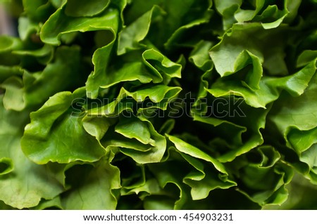 Bunch of Romaine lettuce leaves in closeup macro background