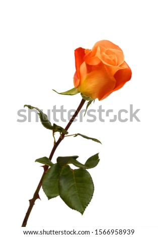 Bunch of rose flower on white background 
