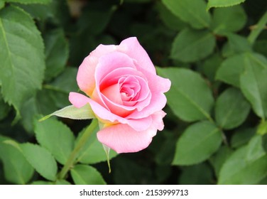 Bunch Of Rosy Roses Isolated In The Garden