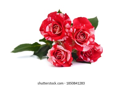 Bunch Of Rosy Roses Isolated On White 