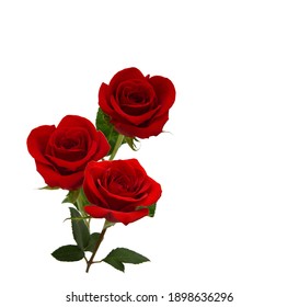 Bunch Of Rosy Roses Isolated On White 