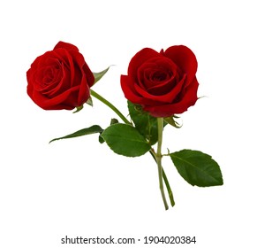 Bunch Of Rosy Roses Isolated On White 