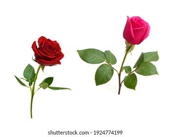 Rote Rose High Res Stock Images Shutterstock