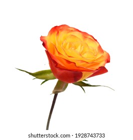 Rose Bauernrose Real Touch Seidenblume gelb orange 75 cm 264060-G F8 