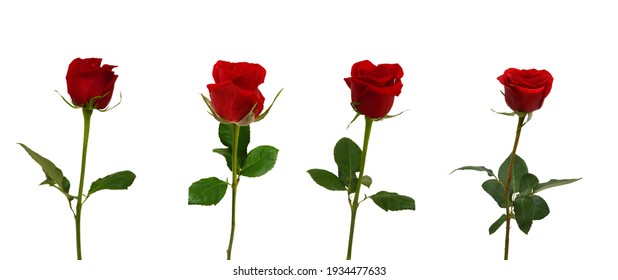 Bunch Of Rosy Roses Isolated On White 