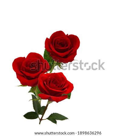 Bunch of rosy roses isolated on white 