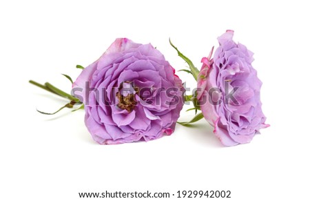 Bunch of rosy roses isolated on white 