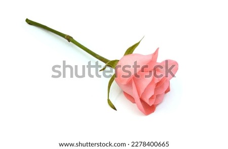 Bunch of rosy roses isolated on white 