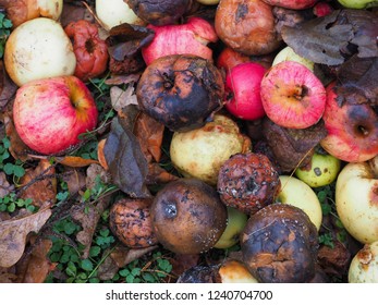 A Bunch Of Rotten And Damaged Fruits On The Ground In The Nature. A Pile Toxic Bad And Spoiled Apples In Autumn. Organic Food Waste. Close Up