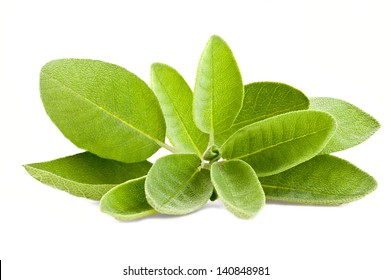 Bunch Of Sage Isolated On White