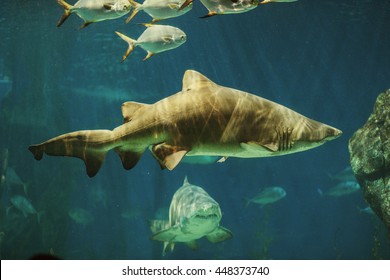 A Bunch Of Sand Tiger Sharks (Carcharias Taurus) Swimming With Diver Underwater.


