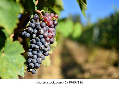 Bunch Of Sangiovese In Tuscany