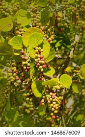  Bunch Of Sea Grapes In A Sea Grape Tree 