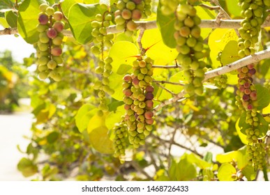 A Bunch Of Sea Grapes In A Sea Grape Tree 