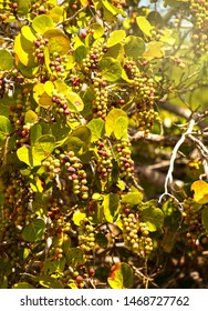 A Bunch Of Sea Grapes In A Sea Grape Tree 