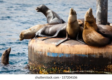 Bunch of sea lions male and female sea lions, zalophnus californianus, off Catalina Island California massed on piling at base of a channel  marker near Catalina Island barking to another in the water
