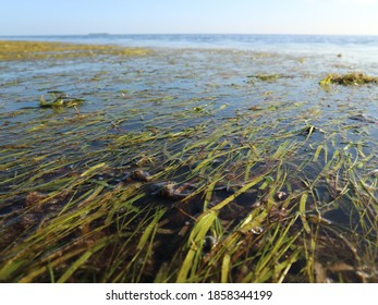 Bunch Of Seagrass In Intertidal Area