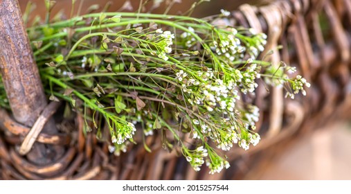 Bunch Of Shepherds Purse,old Wicker Basket With For Preparation Of Non-traditional Medicine Of Bursa Pastoris Medicinal Herbs. Homeopathy Medicine.