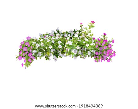 Bunch, shrub of flowers.  
Rose periwinkle and petunia primrose. (red, pink, white)
Rose Four o'clock.
Colorful flowers, primula vulgaris are blooming.
Isolated on white background. (Clipping path)