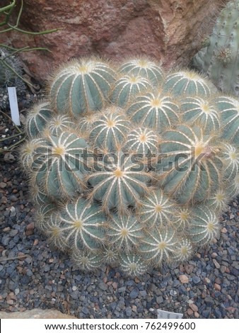 Bunch of Small Cactii