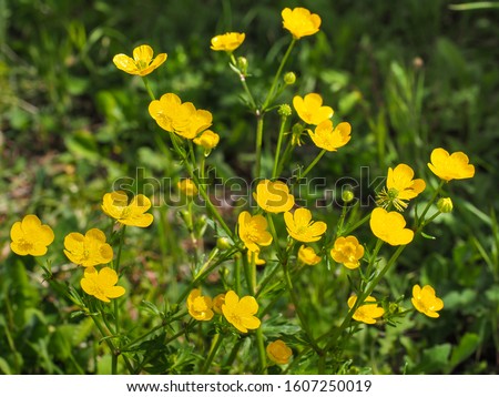 Bunch of small common or meadow Buttercup, yellow flowers, close up. Wild Ranunculus acris, is a species of flowering plant in Ranunculaceae family. Fresh tall buttercup have five overlapping petals.