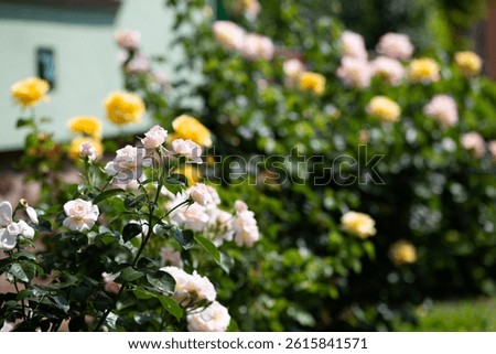 a bunch of small roses in a selective focus in rosegarden