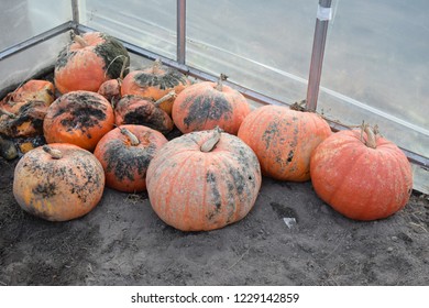 A bunch of spoiled pumpkins