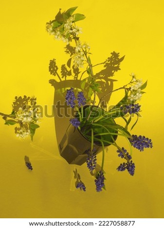 Bunch of spring wildflowers: apple blossoms and purple hyacinth flower in greeen glass on yellow background. Grape hyacinths layout, card. Purple and white flowers bouquet. Violet hyacinthus bulb.