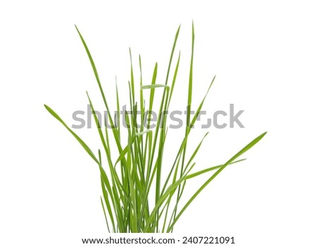 Bunch of sprouted green wheat isolated on a white background.