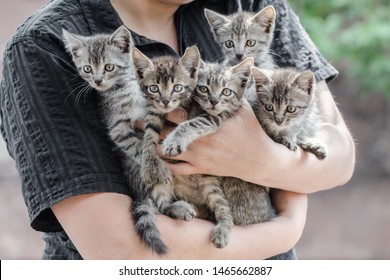 bunch of tabby kittens in female hands - Shutterstock ID 1465662887
