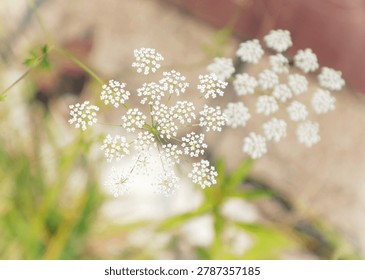 A bunch of tiny flowers grown in a forest.