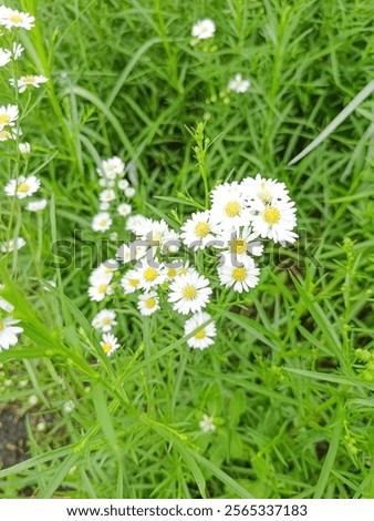 Similar – Image, Stock Photo Many daisy flowers photographed through the shop window of an old nursery