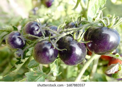 A bunch of tomatoes of rare purple variety in the rays of sunlight - Shutterstock ID 1687883557
