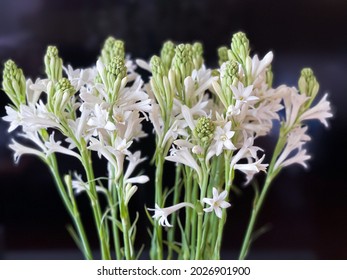 Bunch of Tuberose and Buds isolated closeup  on black 

