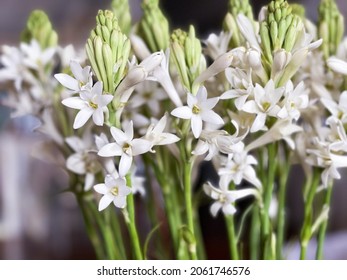 Bunch of Tuberose and Buds isolated closeup