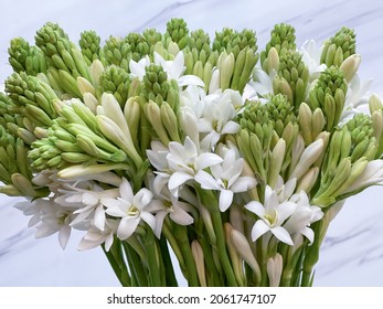 Bunch of Tuberose and Buds isolated closeup