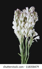 Bunch of Tuberose flowers against a black background