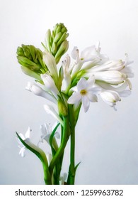 A bunch of tuberose flowers and blooming buds. Polianthes tuberosa is the scientific name of this scented flower
