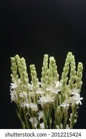 Bunch of tuberose flowers and buds against black background ,