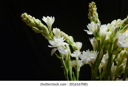 Bunch of tuberose flowers and buds against black background , copy space,

