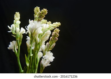 Bunch of tuberose flowers and buds against black background , copy space,

