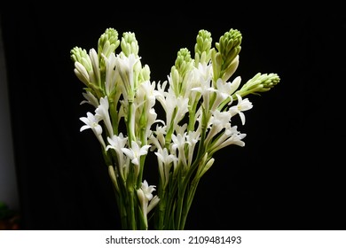 Bunch of tuberose flowers and buds against black background , 


