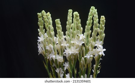 Bunch of tuberose flowers and buds against black background ,