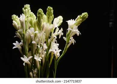 Bunch of tuberose flowers and buds against black background , 