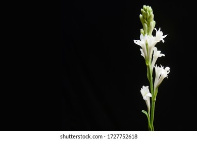 bunch of tuberose flowers
 with buds isolated on a black background.border 

